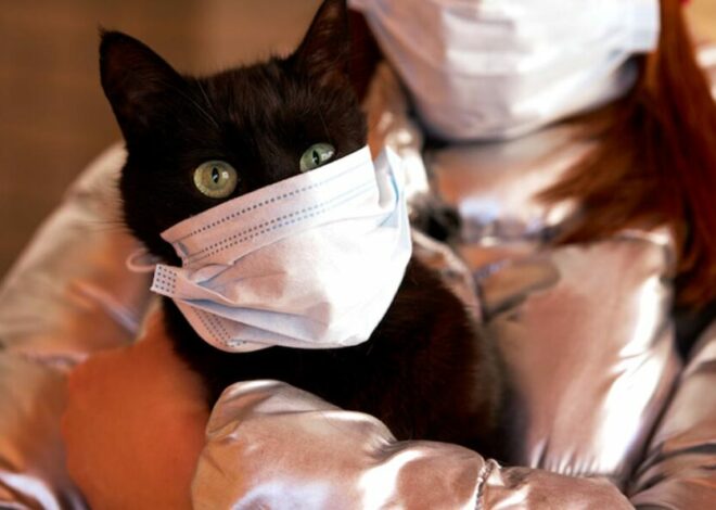 Болеют ли коронавирусм животные: кошки и собаки | 7petdays